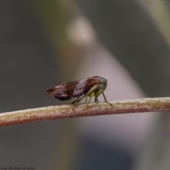 Rosopaella cuprea (A leafhopper) at Latham, ACT - 16 Apr 2020 by Roger