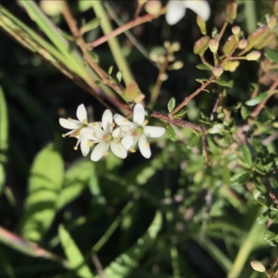 Bursaria spinosa (Native Blackthorn, Sweet Bursaria) at Griffith Woodland - 18 Apr 2020 by ianandlibby1