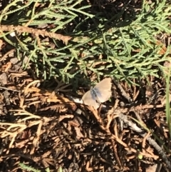 Zizina otis (Common Grass-Blue) at Griffith Woodland - 18 Apr 2020 by ianandlibby1