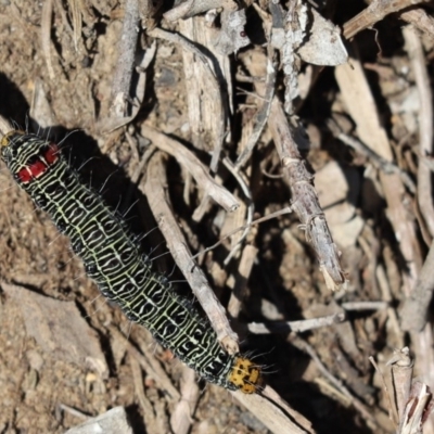 Phalaenoides glycinae (Grapevine Moth) at Cook, ACT - 19 Apr 2020 by Tammy