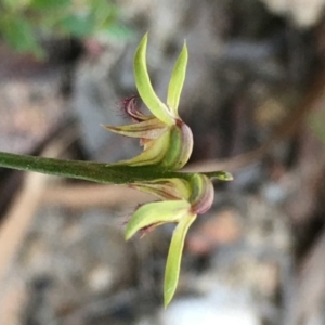 Corunastylis cornuta at Lower Boro, NSW - 19 Apr 2020