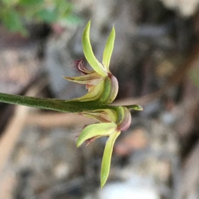 Corunastylis cornuta (Horned Midge Orchid) at Lower Boro, NSW - 19 Apr 2020 by mcleana