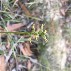 Corunastylis cornuta at Lower Boro, NSW - 19 Apr 2020