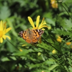 Vanessa kershawi (Australian Painted Lady) at Cook, ACT - 19 Apr 2020 by Tammy