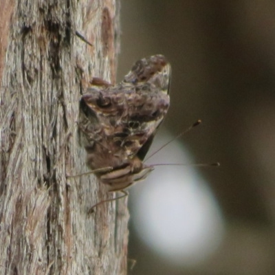 Vanessa itea (Yellow Admiral) at The Pinnacle - 14 Apr 2020 by Christine