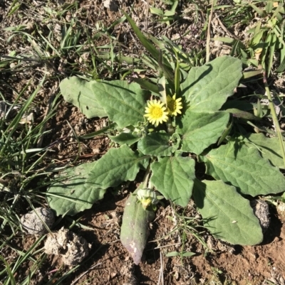 Cymbonotus sp. (preissianus or lawsonianus) (Bears Ears) at Mulligans Flat - 15 Apr 2020 by walter