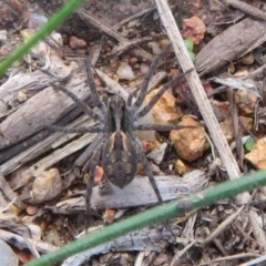 Lycosidae (family) (Wolf spider) at Dunlop, ACT - 14 Apr 2020 by Christine