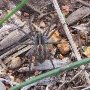 Lycosidae (family) at Dunlop, ACT - 14 Apr 2020 03:04 PM