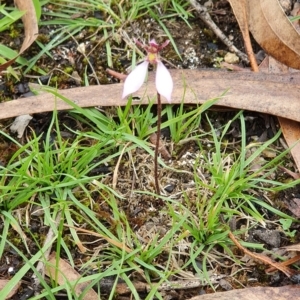 Eriochilus cucullatus at Wyndham, NSW - 4 Apr 2020