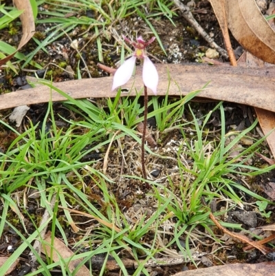 Eriochilus cucullatus (Parson's Bands) at Wyndham, NSW - 4 Apr 2020 by JoyGeorgeson