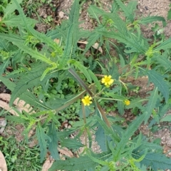 Sigesbeckia orientalis (Indian Weed) at Rocky Hall, NSW - 16 Apr 2020 by JoyGeorgeson