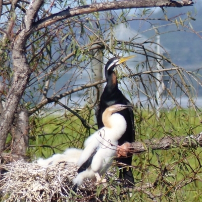 Anhinga novaehollandiae (Australasian Darter) at Bega, NSW - 14 Apr 2020 by MatthewHiggins