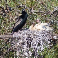 Anhinga novaehollandiae at Bega, NSW - 14 Apr 2020 11:02 AM