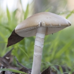 Unidentified Cup or disk - with no 'eggs' at Higgins, ACT - 13 Apr 2020 by Alison Milton