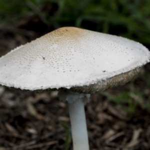 Lepiota s.l. at Dunlop, ACT - 7 Apr 2020