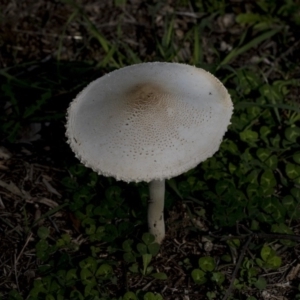 Lepiota s.l. at Dunlop, ACT - 7 Apr 2020