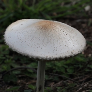 Lepiota s.l. at Dunlop, ACT - 7 Apr 2020