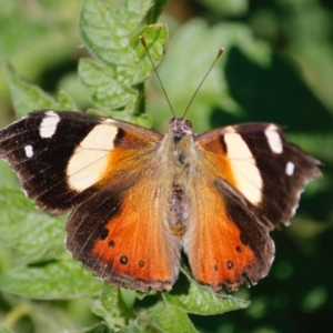 Vanessa itea at Hughes, ACT - 19 Apr 2020 02:44 PM