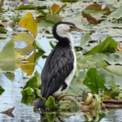 Microcarbo melanoleucos (Little Pied Cormorant) at Commonwealth & Kings Parks - 13 Apr 2020 by JanetRussell