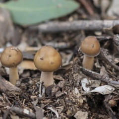 Psathyrella sp. at Dunlop, ACT - 7 Apr 2020 by AlisonMilton