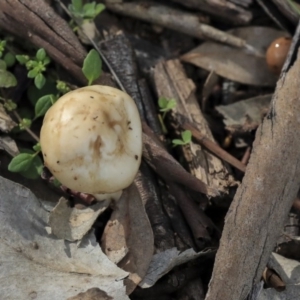 Psathyrella sp. at Dunlop, ACT - 7 Apr 2020 02:37 PM