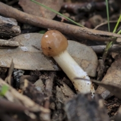 Psathyrella sp. at Dunlop, ACT - 7 Apr 2020