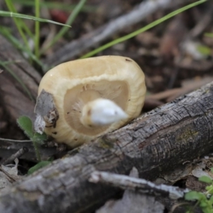 Psathyrella sp. at Dunlop, ACT - 7 Apr 2020