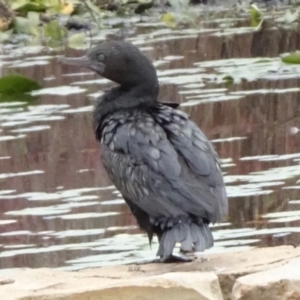 Phalacrocorax sulcirostris at Parkes, ACT - 13 Apr 2020 03:25 PM