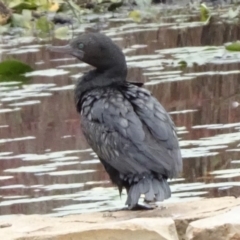 Phalacrocorax sulcirostris (Little Black Cormorant) at Parkes, ACT - 13 Apr 2020 by JanetRussell