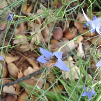 Apis mellifera (European honey bee) at City Renewal Authority Area - 13 Apr 2020 by JanetRussell