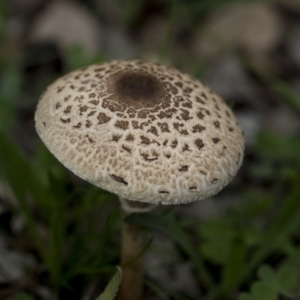 Macrolepiota clelandii at Dunlop, ACT - 7 Apr 2020 02:24 PM