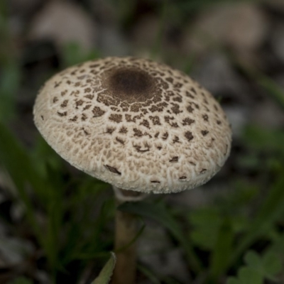 Macrolepiota clelandii (Macrolepiota clelandii) at Dunlop, ACT - 7 Apr 2020 by AlisonMilton