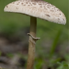 Macrolepiota clelandii at Dunlop, ACT - 7 Apr 2020