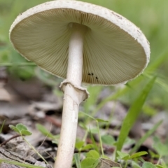 Macrolepiota clelandii at Dunlop, ACT - 7 Apr 2020