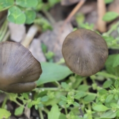 Coprinellus etc. at The Pinnacle - 7 Apr 2020 by AlisonMilton