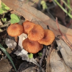 Laccaria sp. (Laccaria) at Dunlop, ACT - 7 Apr 2020 by AlisonMilton