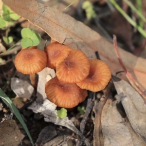 Laccaria sp. at Dunlop, ACT - 7 Apr 2020