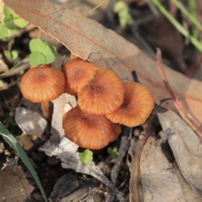 Laccaria sp. (Laccaria) at Dunlop, ACT - 7 Apr 2020 by Alison Milton