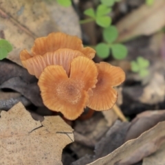 Laccaria sp. at Dunlop, ACT - 7 Apr 2020