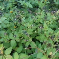 Bidens pilosa (Cobbler's Pegs, Farmer's Friend) at Jerrabomberra, ACT - 18 Apr 2020 by Mike