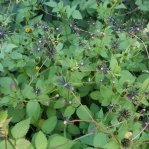 Bidens pilosa at Jerrabomberra, ACT - 19 Apr 2020