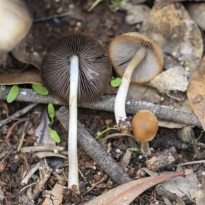 Psathyrella sp. at Dunlop, ACT - 7 Apr 2020