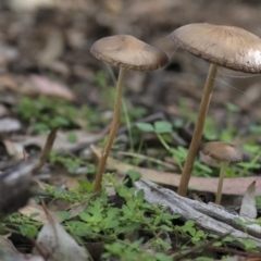 Oudemansiella 'radicata group' (Rooting shank) at The Pinnacle - 7 Apr 2020 by Alison Milton