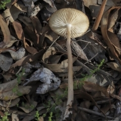 Oudemansiella gigaspora group at Dunlop, ACT - 7 Apr 2020