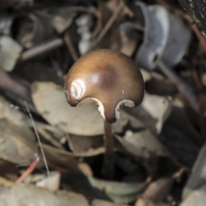 Oudemansiella gigaspora group at Dunlop, ACT - 7 Apr 2020