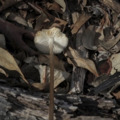 Oudemansiella gigaspora group at Dunlop, ACT - 7 Apr 2020