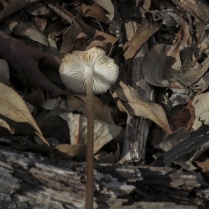 Oudemansiella gigaspora group at Dunlop, ACT - 7 Apr 2020 02:39 PM