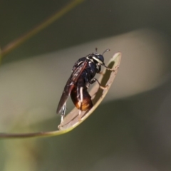 Pergagrapta sp. (genus) (A sawfly) at Dunlop, ACT - 7 Apr 2020 by AlisonMilton