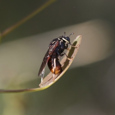 Pergagrapta sp. (genus) (A sawfly) at The Pinnacle - 7 Apr 2020 by AlisonMilton