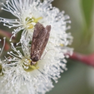 Lepidoptera unclassified ADULT moth at Hawker, ACT - 7 Apr 2020